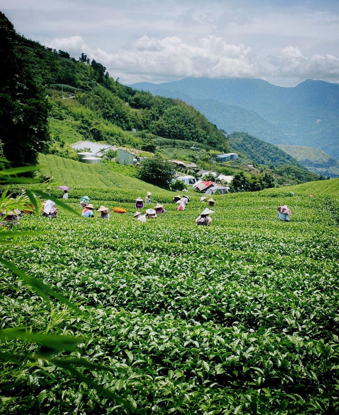 我們總是欣賞著阿里山的美景，而採茶畫面是阿里山的人文之美，山上人家的生活一環。照片授權 @denn_y688 -⠀歡迎在您的貼文及...