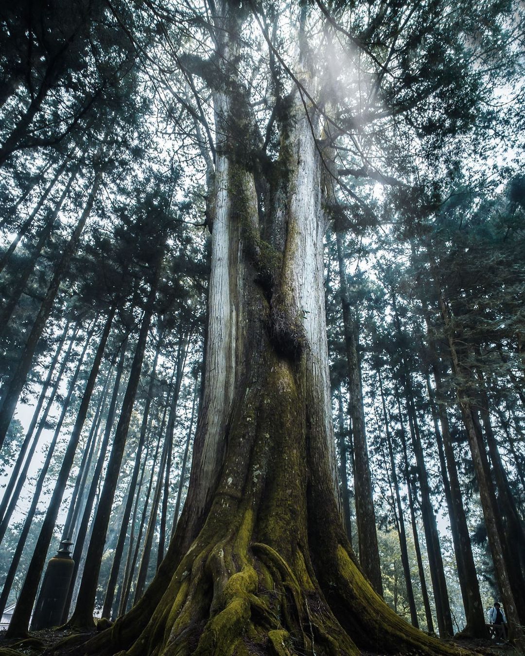 很多阿里山的大景是消失一瞬，唯有神木是長時間在原地等待。一直存在著，是神木的獨有魅力照片授權 @avery.lun -⠀歡迎在您的...