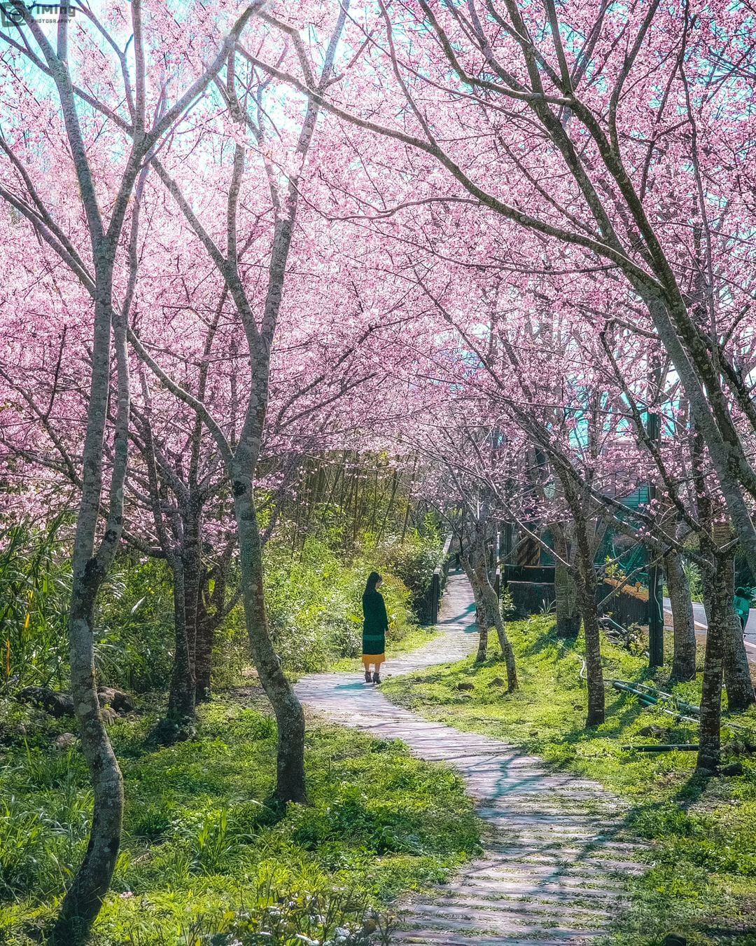 這個構圖好美 (學起來！)就是要打鐵趁熱，分享每個賞櫻景點這個拍攝日期是2024.01.14唷小編昨日也有去迷糊步道看一下由於品種...