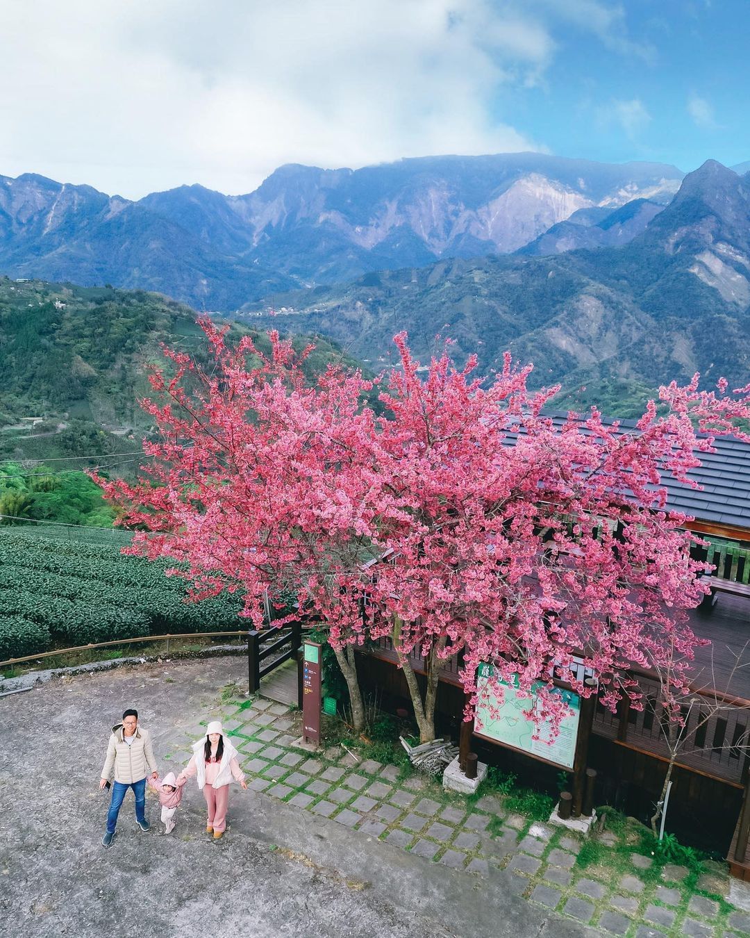 巃仔尾步道上一棵獨自美麗的櫻花樹，怎麼拍都美~或許能試試看與阿里山代表性的塔山同框呢！照片授權 @hsingfang20 -⠀歡迎...