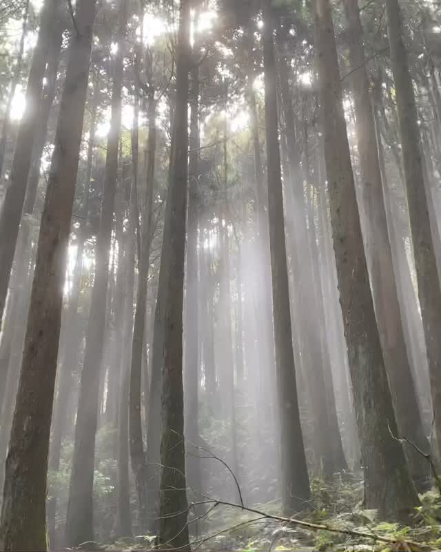 森林、鐵道是特富野古道的魅力所在，再遇到雲霧與柔美光線的機率有多高照片授權 @tonyhsu.613 -⠀歡迎在您的貼文及限動 #...