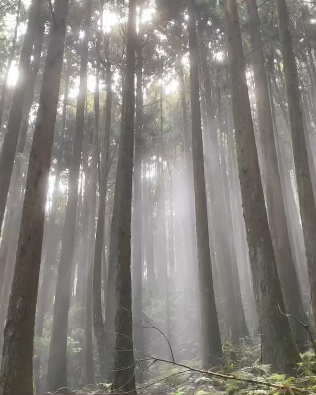 森林、鐵道是特富野古道的魅力所在，再遇到雲霧與柔美光線的機率有多高照片授權 @tonyhsu.613 -⠀歡迎在您的貼文及限動 #...