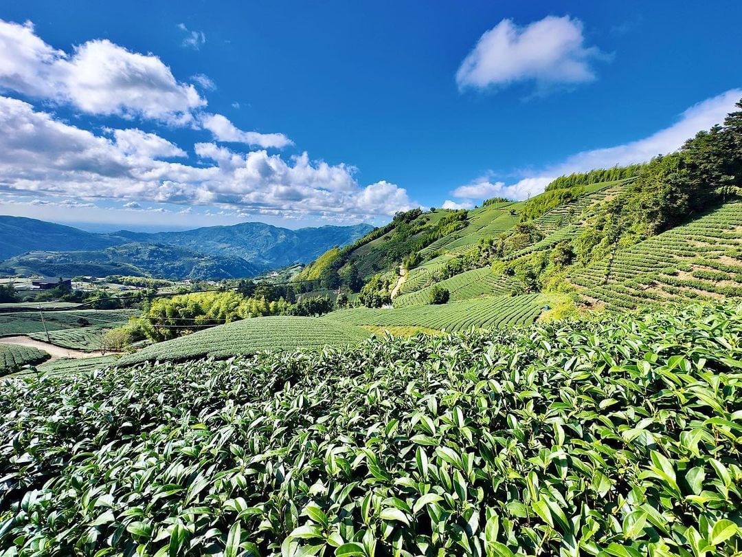 想念那一望無際的茶園了！上山拍拍美照，不只是拍茶園，不如預約一場茶席，沏一壺最道地的高山茶瑞峰社區 / 葉先生 0921-5500...