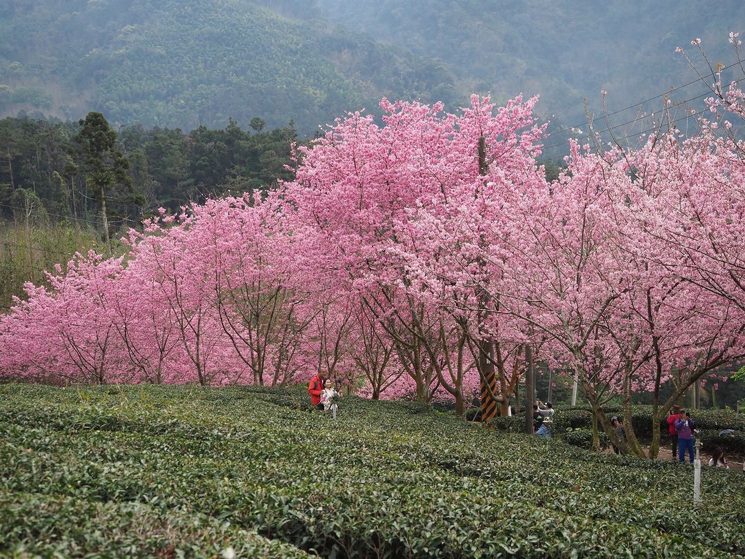 阿里山公路前兩天上山，沿途都是粉嫩的櫻花光是路上的就看得目不暇給( 提醒：半路千萬不要隨意停車唷 ).中興製茶所.十字車站下方公車...