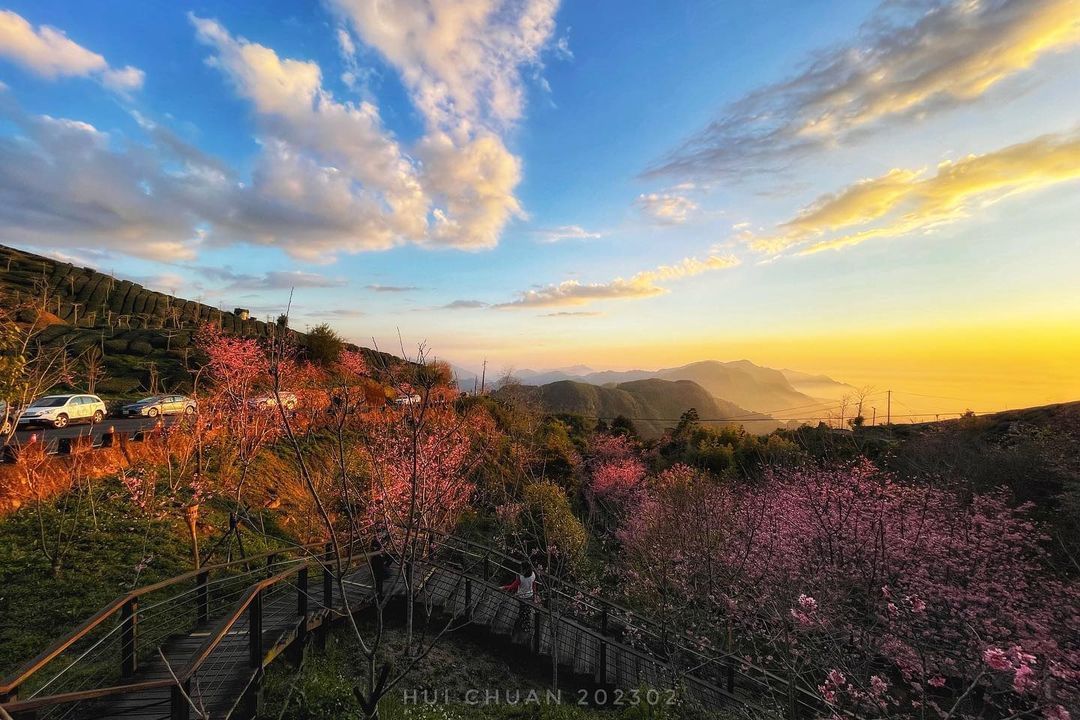 Ξ❘ 夕照櫻花 ❘Ξ完美巧合的時刻一趟路到阿里山賞櫻把夕陽與雲海也捕捉了！帶著愉悅的心與山相遇(照片非現況唷)照片授權 @chan...