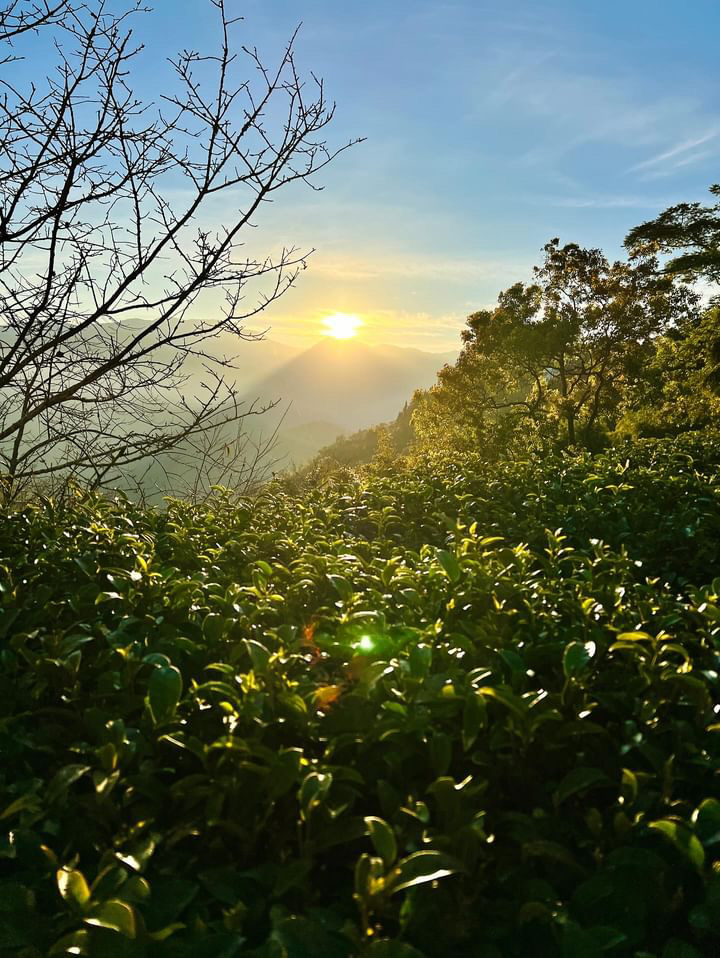 阿里山公路54.4K 隙頂日出 一日之計在於晨，早起彷彿能擁有夠多的時間❤(os.但看日出好累呀~)照片授權 @tin_116h...