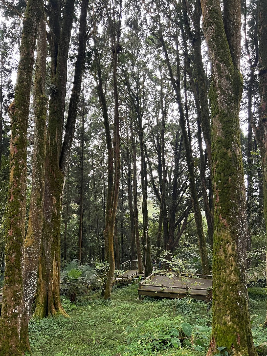 阿里山風景區有好多...一段時間沒去就會想念的景點現在想到哪個地方了呢？奮起湖-⠀歡迎在您的貼文及限動 #travelalisha...