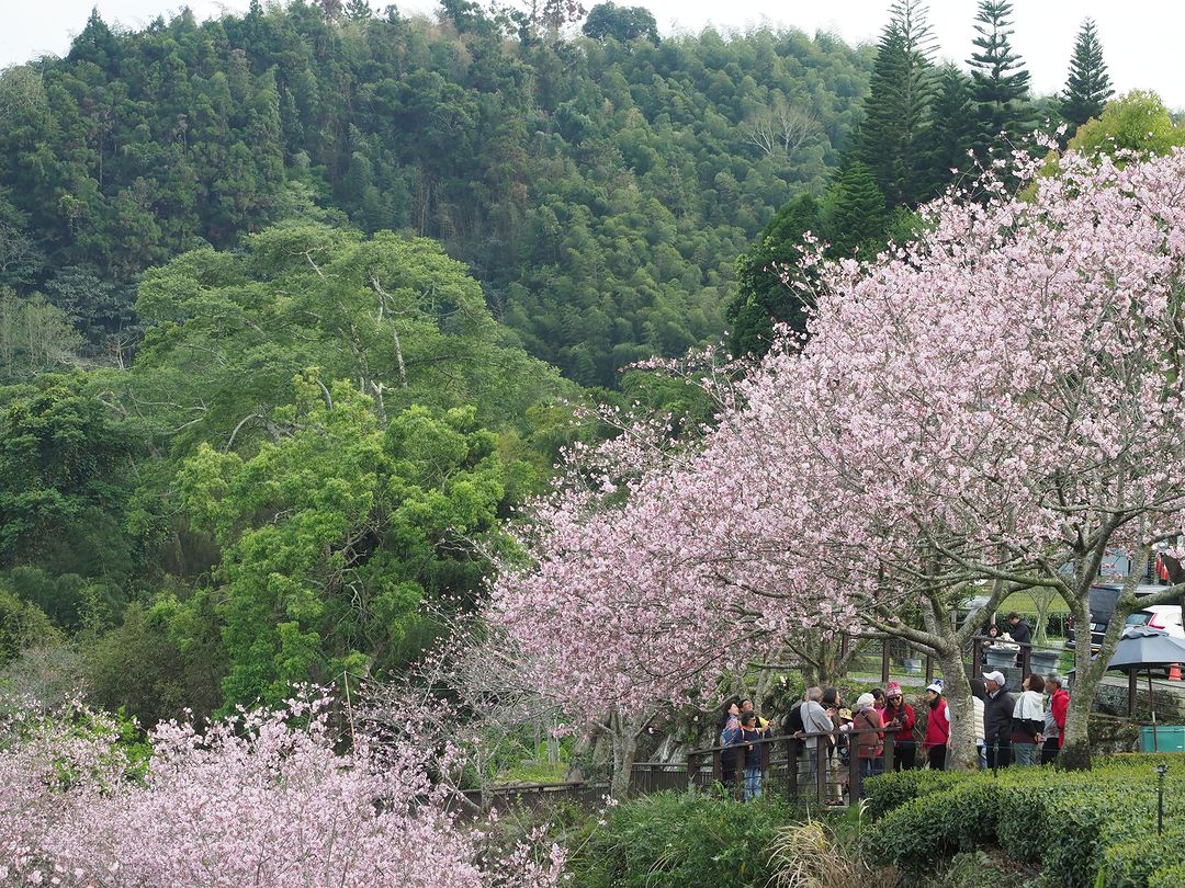 隙頂林記茶山阿里山風景區最後一波的櫻花很淡很清秀的粉色系-⠀歡迎在您的貼文及限動 #travelalishan 或 @travel...