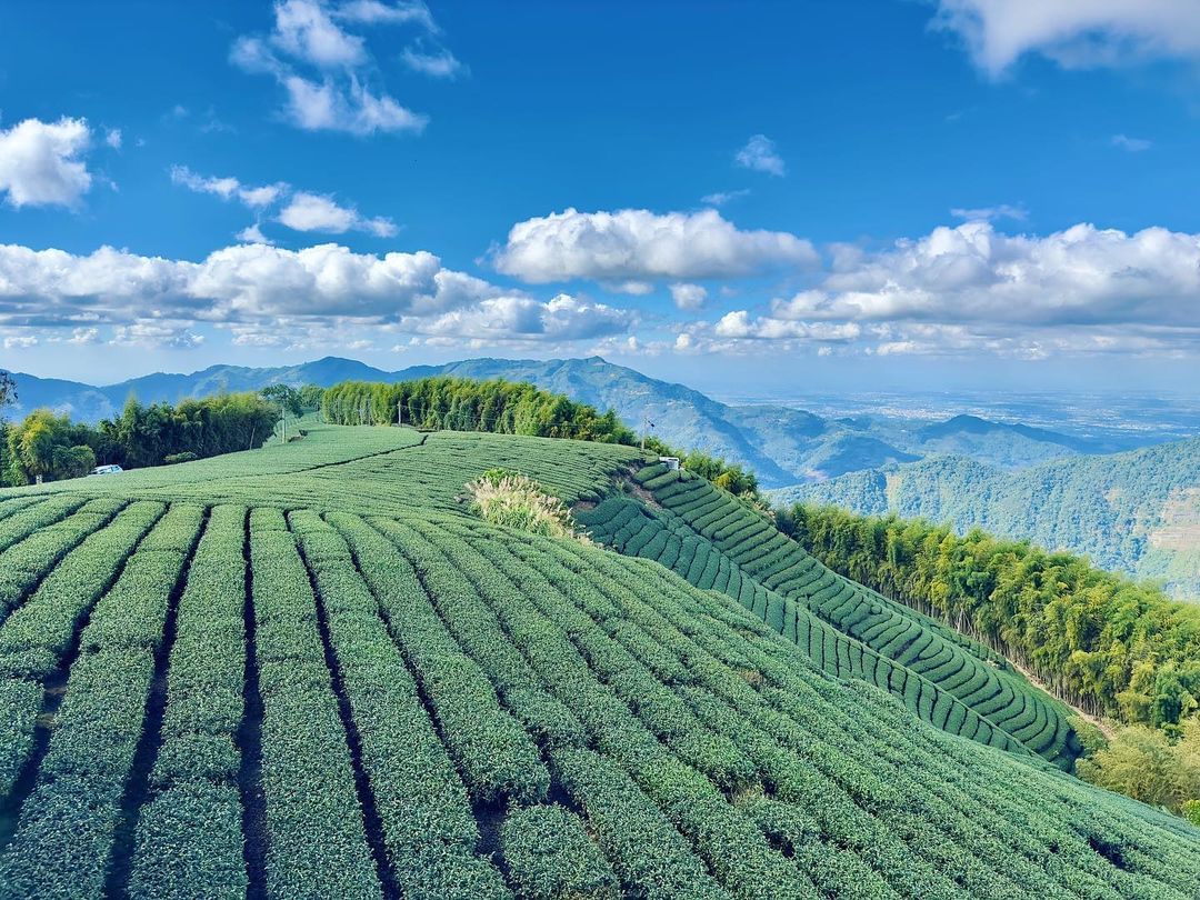 瑞峰1314觀景台延伸的茶園連接至群山，大大滿足視覺的享受到山區很推薦大家大口大口深呼吸讓清新沁涼的空氣洗滌你的身心照片授權 @j...