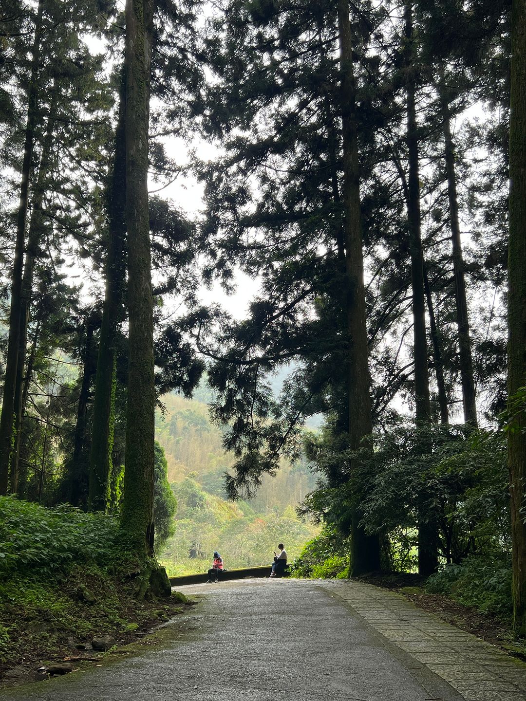 一到頂湖步道的入口，看到眼前矗立的杉木，立刻就愛上走完一圈會讚嘆這裡多樣貌的景色今年櫻花季時還有特地來朝聖櫻王櫻后 (沒錯！這裡也...