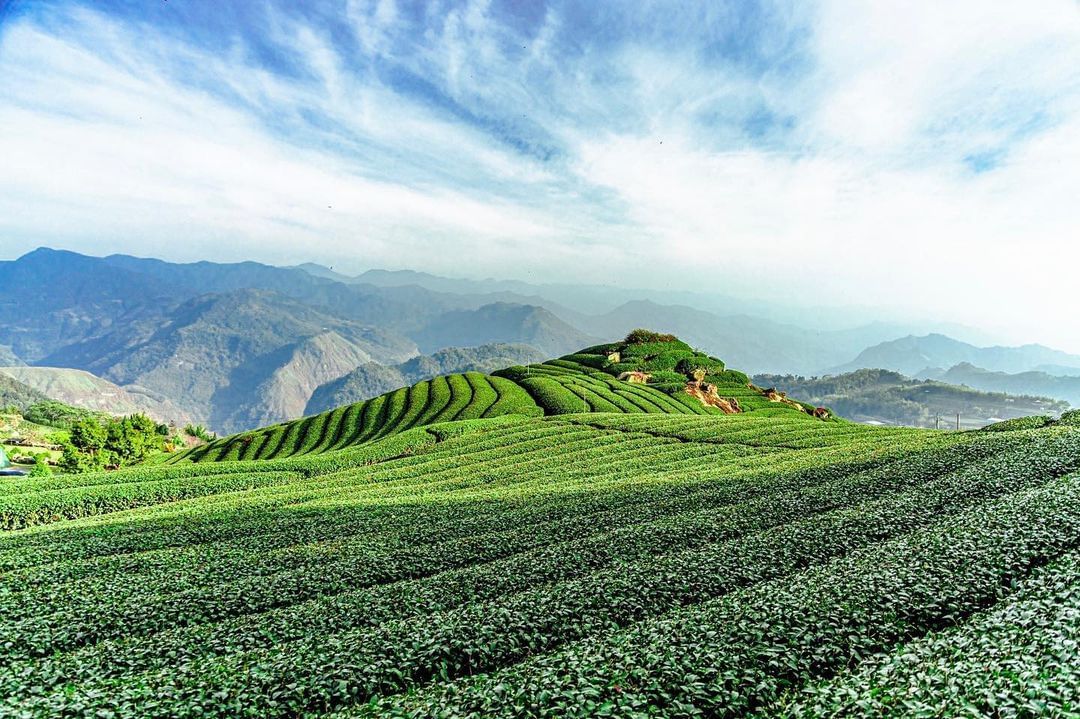 二延平步道不是只有終點才能看見美景，沿途的景色也是我們視覺的享受！清明過後，山上茶農也開始忙碌了，最近會巧遇採茶的畫面唷~感謝 s...