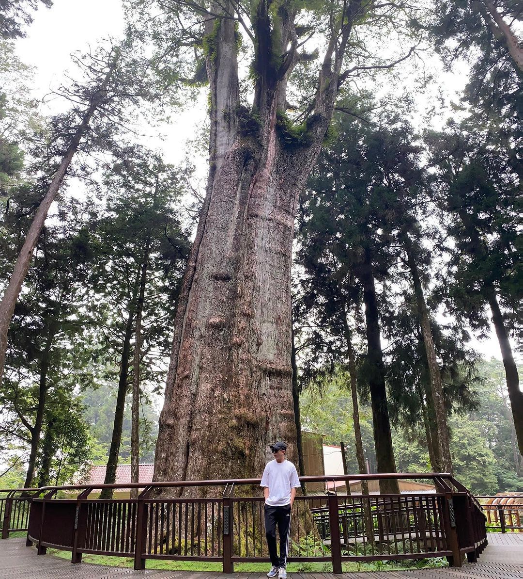 香林神木從2300年減齡為626年，雖然已不是千年神木，卻有令人嘖嘖稱奇的生命力，為了適應環境而發展成合併木，老中青不同世代共存共...