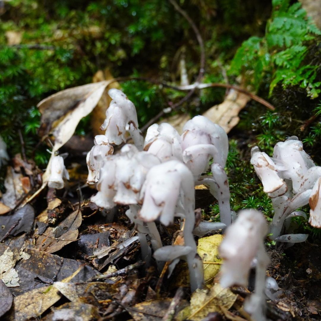 尋找山中精靈的身影「水晶蘭」是一種不行光合作用的腐生性植物，會現身在海拔1000-3000公尺的森林中，喜歡生長在潮濕、具腐植質的...