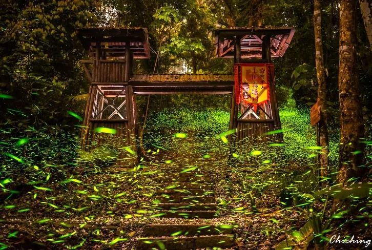 周末春季茶會在公興森態園區很幸運天氣非常好~~~等待天黑走龍美步道尋螢，一閃一閃的好美~｜公興森態園區｜/ ㊃ - / ㊃螢火蟲季...