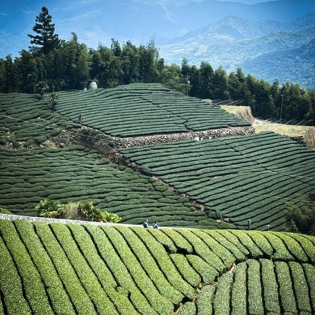 茶林山步道最新完工的茶林山步道你去過了嗎？看日出景點再加一！不少網友會問小編二延平步道能看到日出嗎？是看不到的唷～但到鄰近的茶林山...