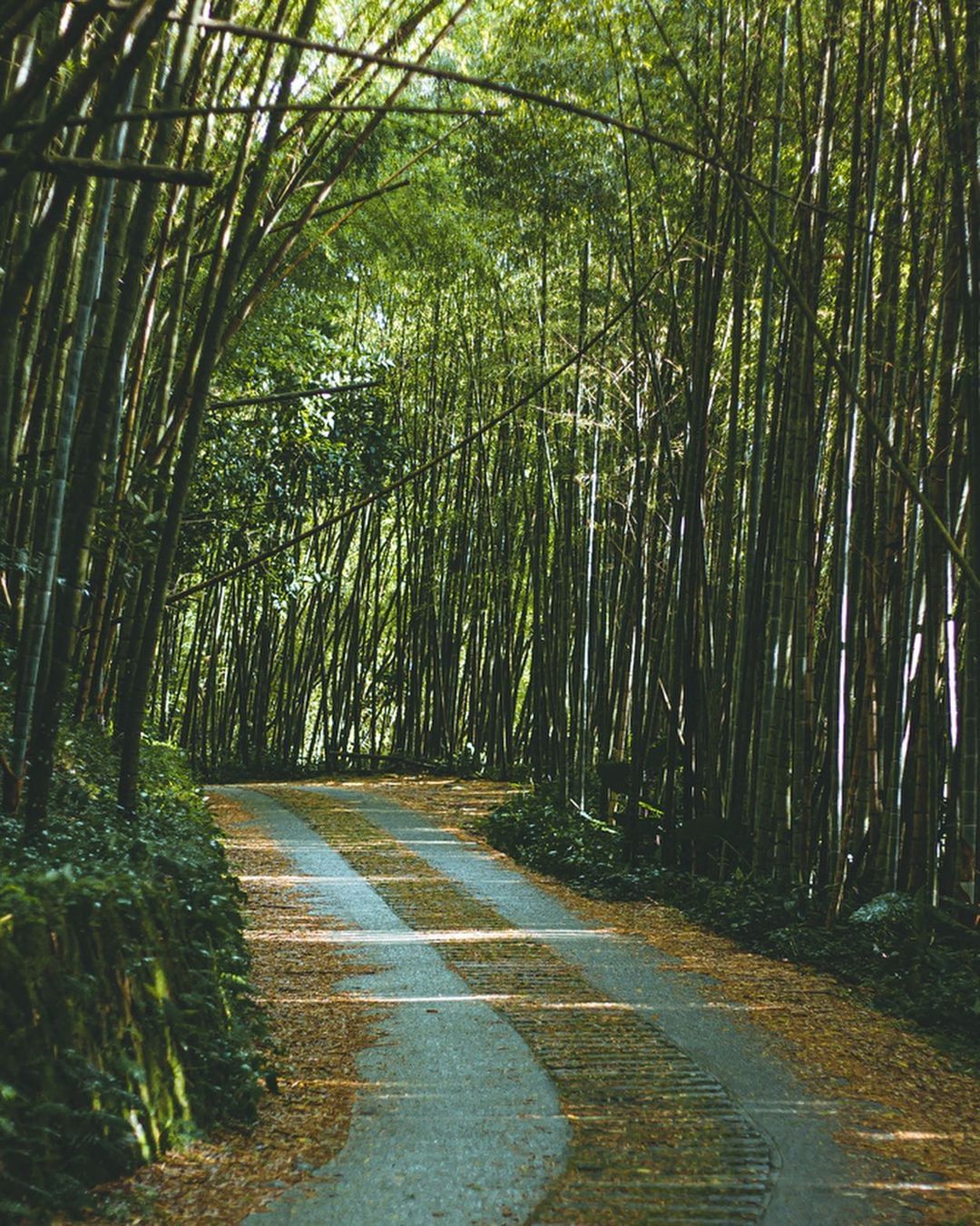 這竹林道看起來涼爽嗎~上周夏至，周末的嘉義熱到大家吶喊「要熟了！」上山避暑，真的是最實際的建議了感謝 @lin_nn__ 美照分享...