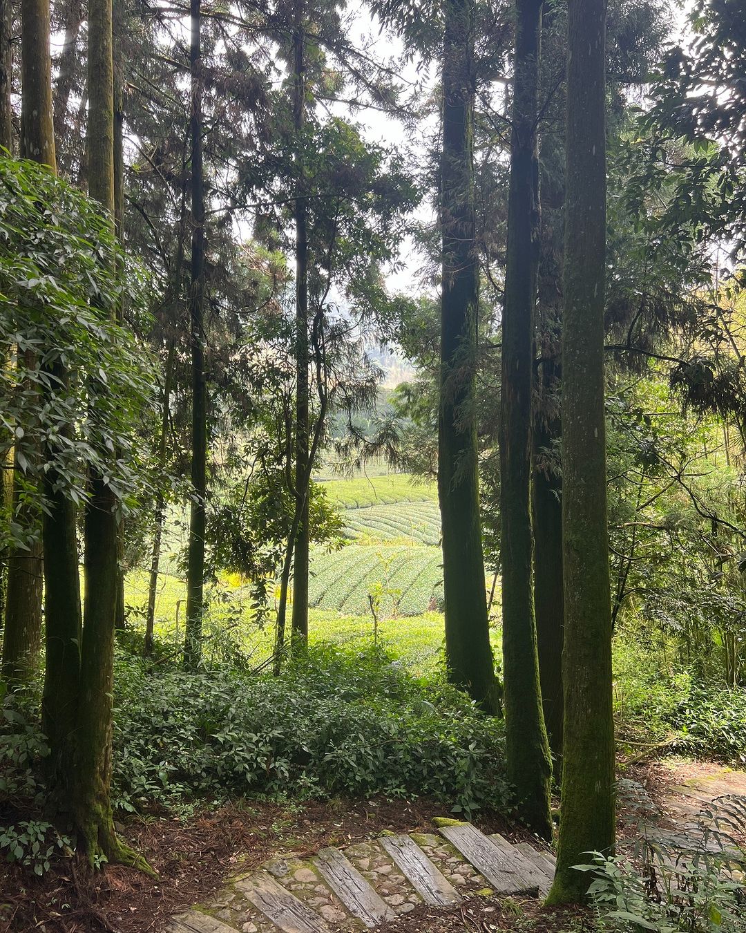 頂湖步道漫步在頂湖步道，每一步都是一場身心靈的盛宴放慢腳步，深呼吸，讓芬多精和眼前的綠意充滿你的感官讓人忍不住想多待一會兒，享受大...