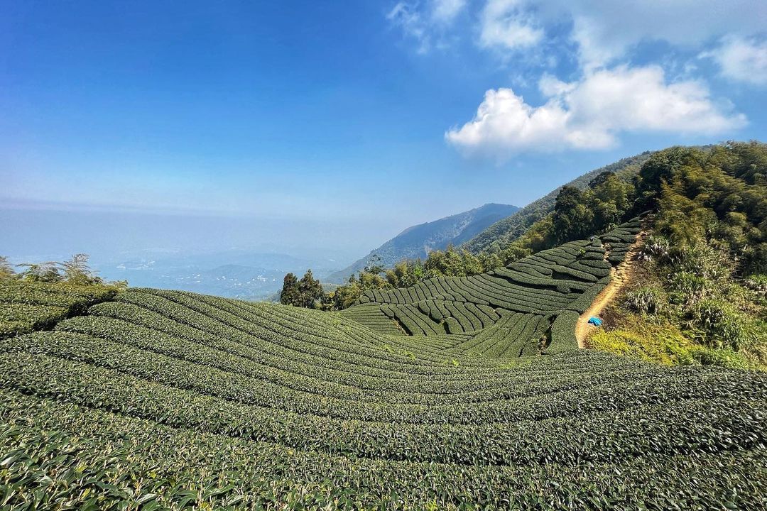 跟著太平社區的導覽走在太平雲梯上遠眺周圍的山頭，分別有大尖山、二尖山、馬鞍山、梨子腳山、太平山，也就是山友們喜愛的雲嘉五連峰，據說...