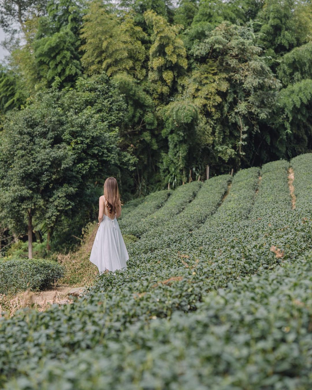 天然的地景便是最佳的拍照場景❤️阿里山的茶園超級適合拍美照！ 照片授權 @yyl011 -⠀歡迎在您的貼文 #travelalis...