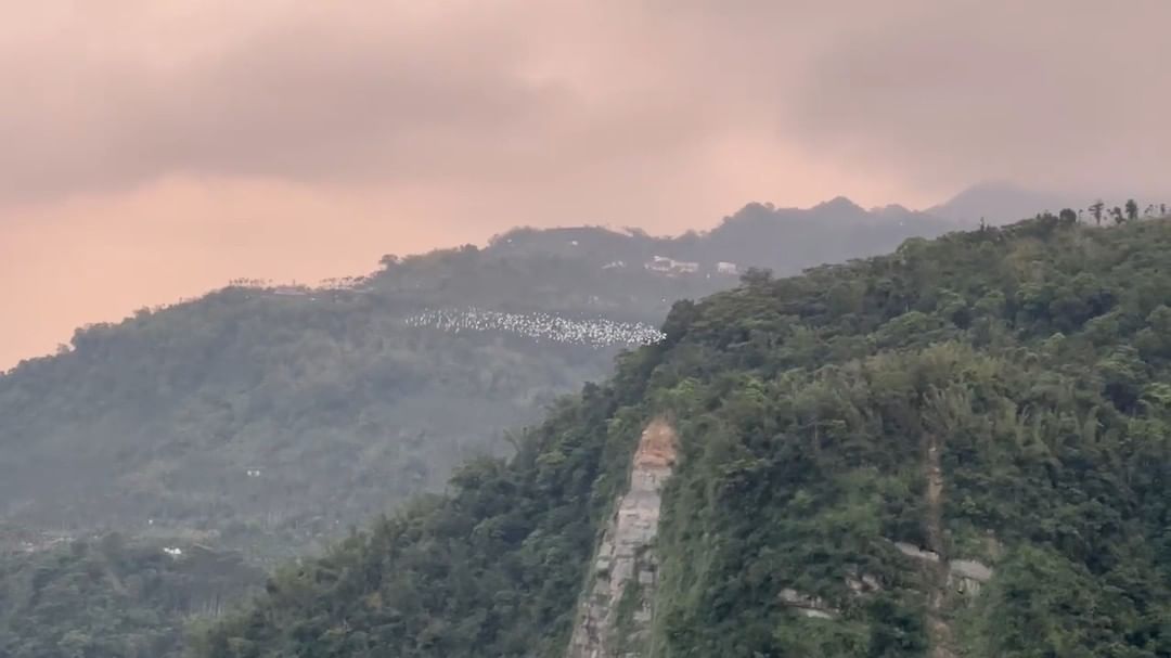 感謝太興社區提供珍貴影像黃頭鷺的白色羽翼在空中振翅飛翔猶如銀色緞帶在空中飄太美了~~~-⠀歡迎在您的貼文及限動 #travelal...