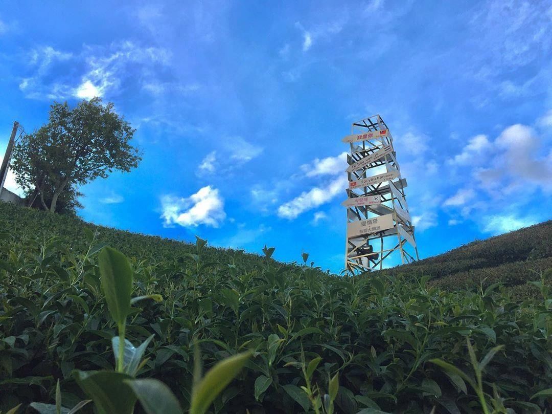 瑞峰1314觀景台來這邊大聲說出我愛你！阿里山的茶園景觀來這兒看就對了-⠀⠀⠀⠀⠀⠀⠀⠀⠀⠀⠀感謝 @john2210sal 分享...