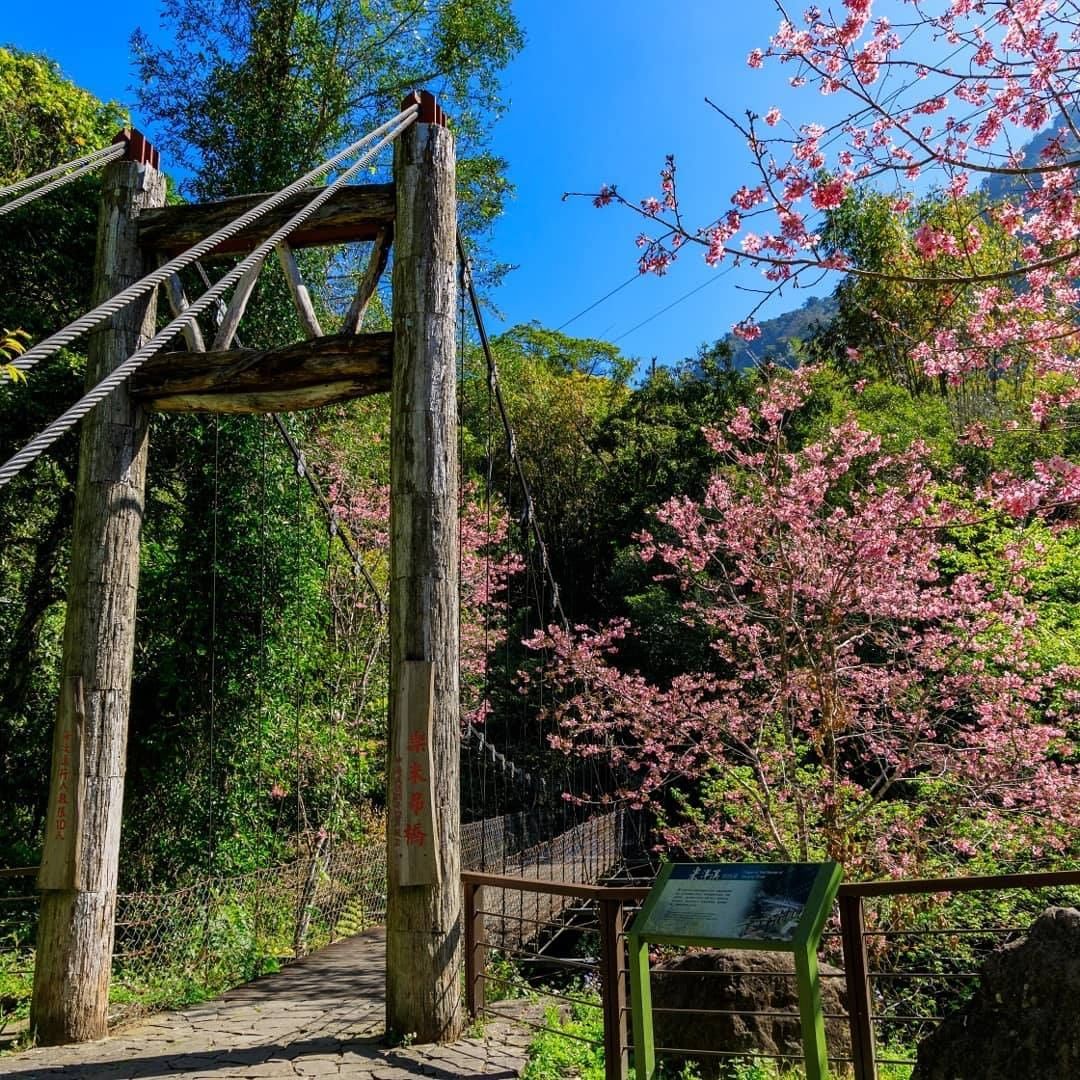 雖然櫻花期過了 不過下次到來可以去迷湖步道看櫻花喔！-⠀⠀⠀⠀⠀⠀⠀⠀⠀⠀⠀感謝 @dragon69210 分享的美照-⠀⠀⠀⠀⠀...