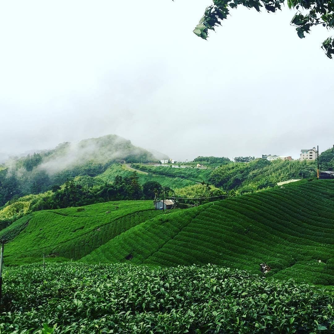 這茶園美景看的小編迷迷糊糊 都要耗上一整看照片拉 -⠀⠀⠀⠀⠀⠀⠀⠀⠀⠀⠀感謝 @ollie_love_food 分享的美照-⠀⠀...