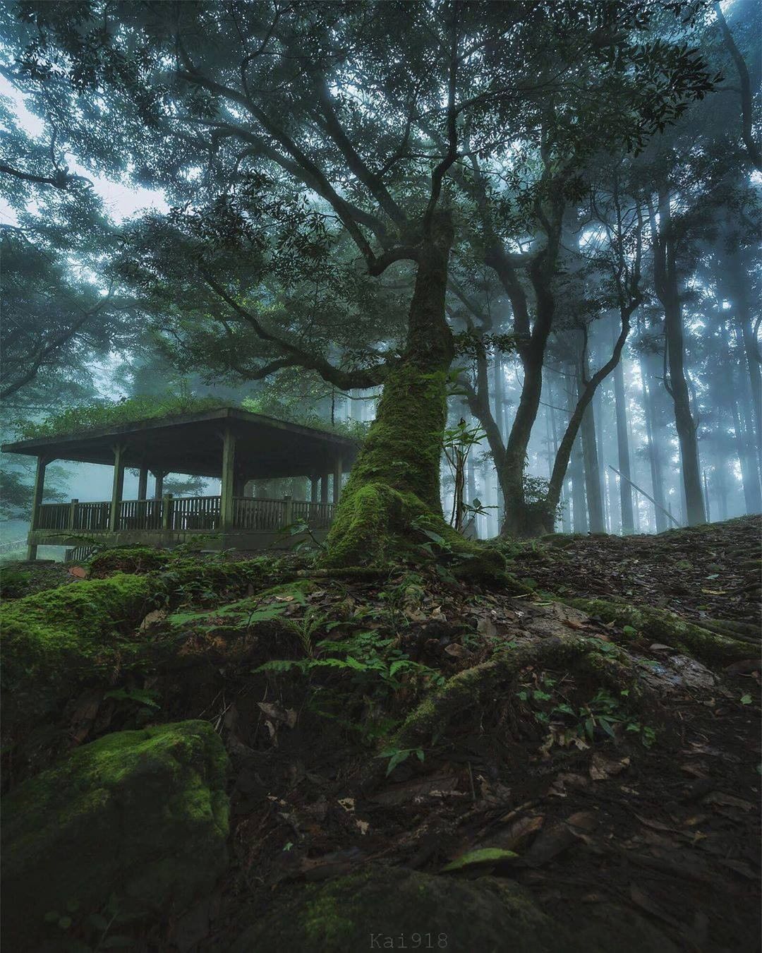 當雲霧縹緲時阿里山的神秘面紗將被掀起-⠀⠀⠀⠀⠀⠀⠀⠀⠀⠀⠀感謝 @kai_image918  分享的美照-⠀⠀⠀⠀⠀⠀⠀⠀⠀⠀⠀...