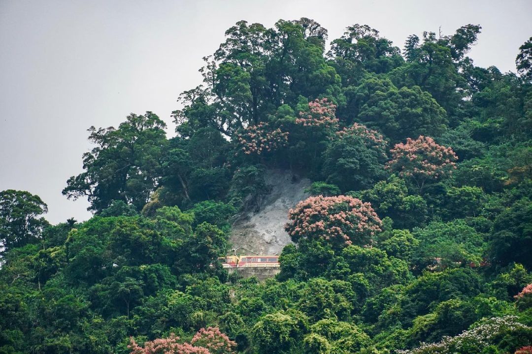 仔細看看，瞧見什麼了~阿里山小火車翻山越嶺值得收藏的難得畫面❤️（照片授權感謝 @fuchunph ）-⠀歡迎在您的貼文 #tra...