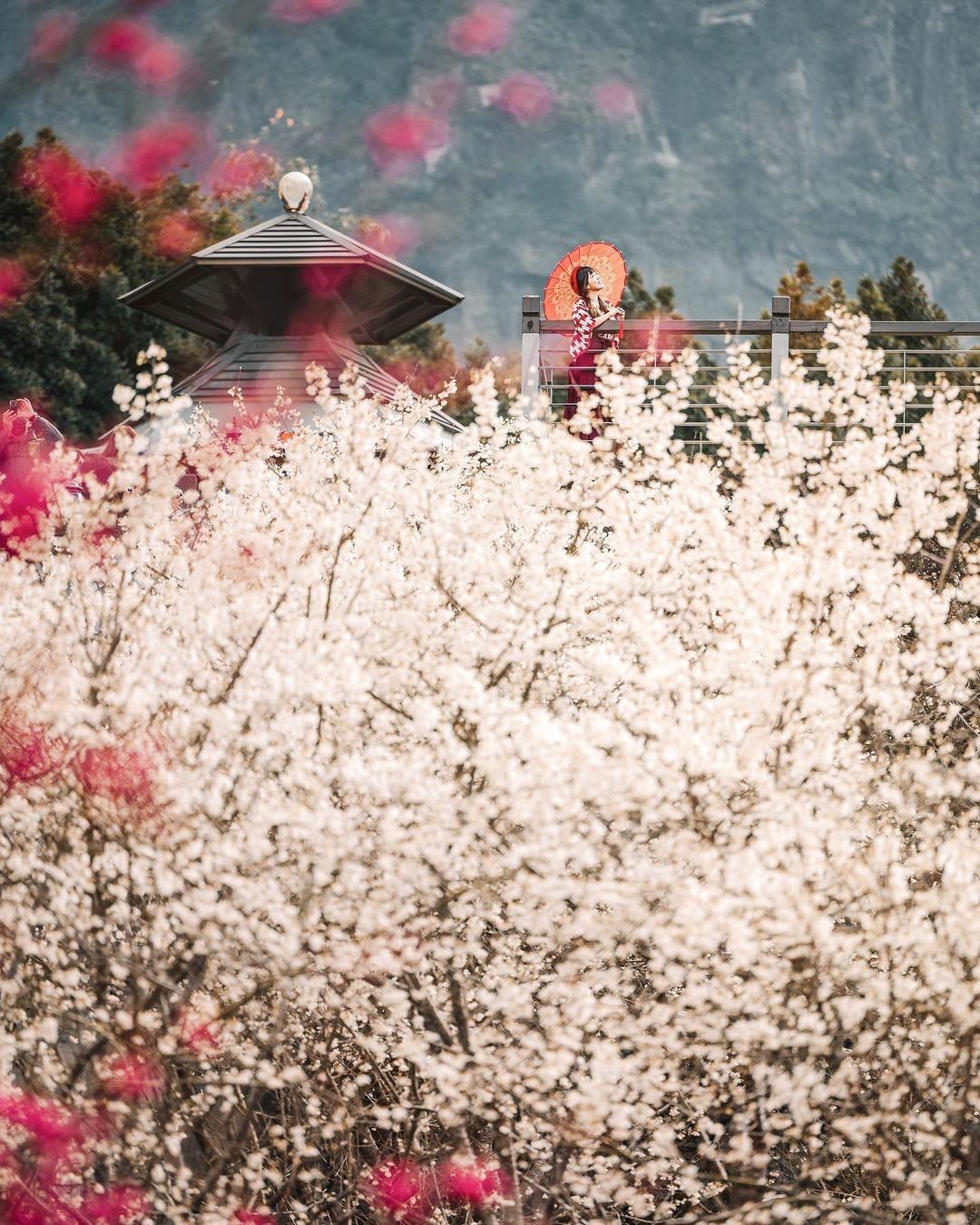 你說，我們這是在哪裡呢每個構圖都讓我們重新認識台灣的美~阿里山的櫻花季長跑三個多月~雖然櫻花季已經結束了小編還是有超多櫻花美照的庫...