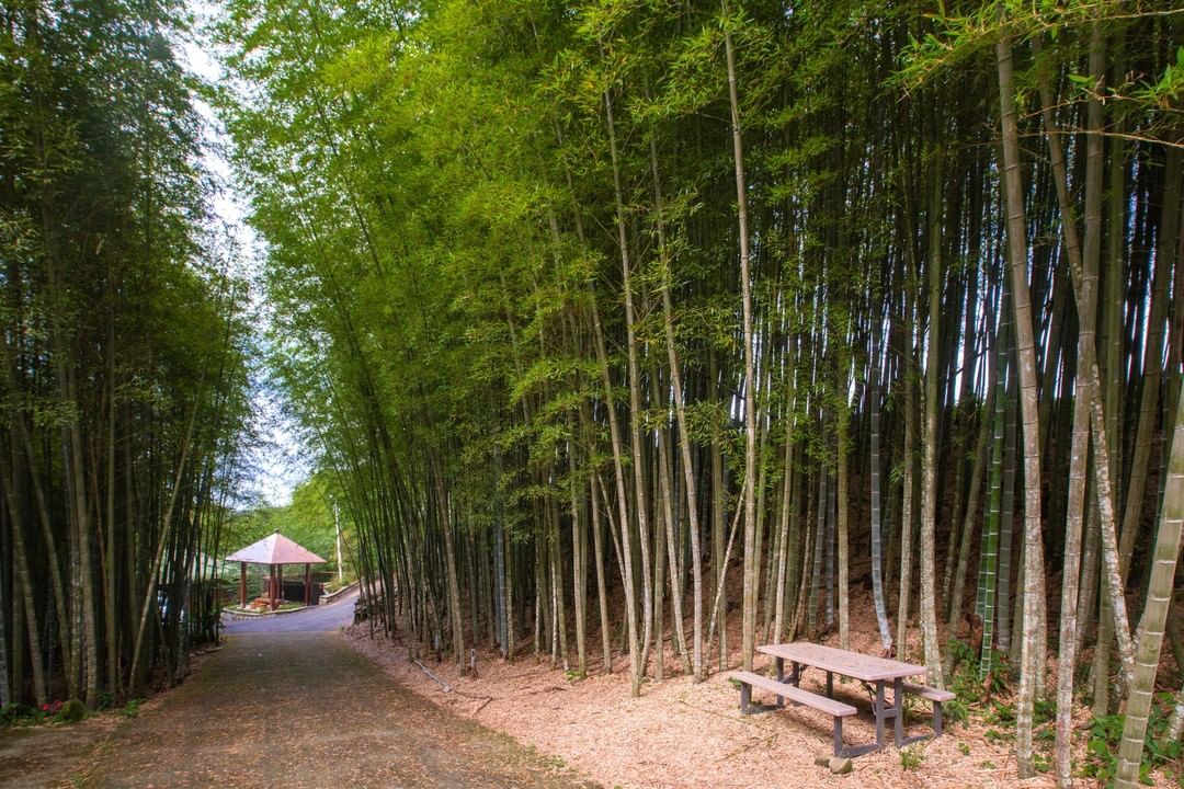 坐在竹林之中想像是臥虎藏龍裡的玉嬌龍渴望一種渴望 -⠀⠀⠀⠀⠀⠀⠀⠀⠀⠀⠀⠀ #travelalishan 或 @travelal...