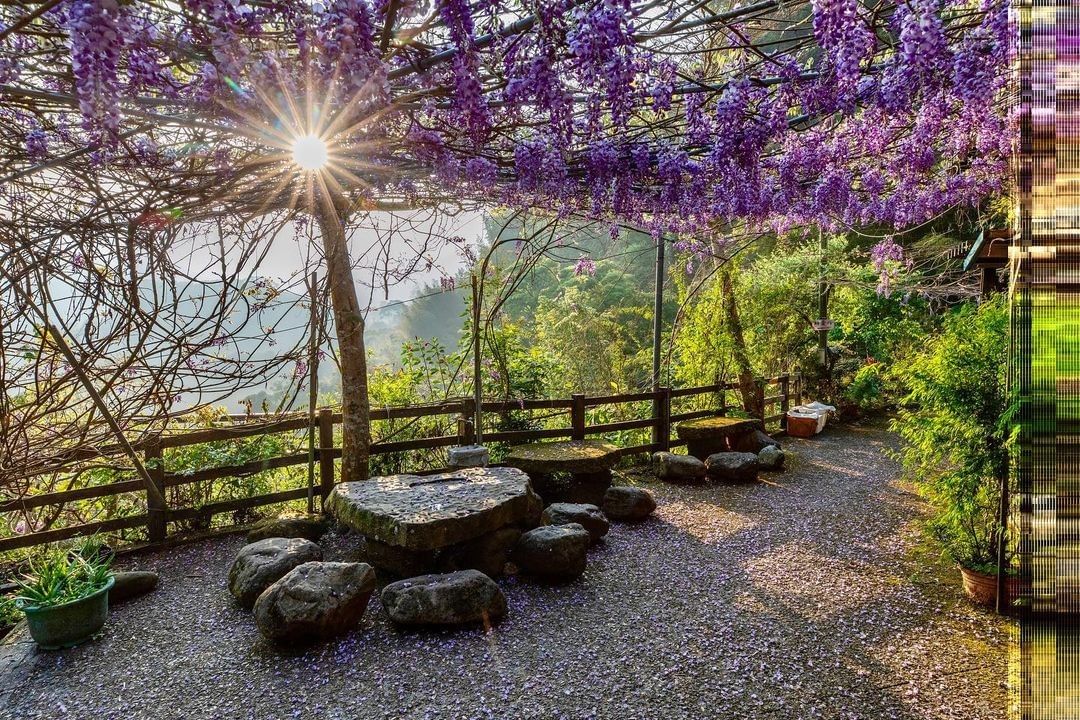 這兩天小編都在瑞里(還住了一晚)去了好幾個紫藤花打卡點手機裡滿滿的紫色大家知道瑞里有哪些拍照點嗎？紫藤花季、櫻花季期間交通壅塞大家...