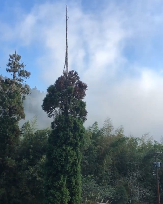 阿里山名產變化萬千棉花糖週末就是要放空賞雲然後下午再吃個貴婦下午茶-⠀⠀⠀⠀⠀⠀⠀⠀⠀⠀⠀感謝 @longyunfarm  分享的...