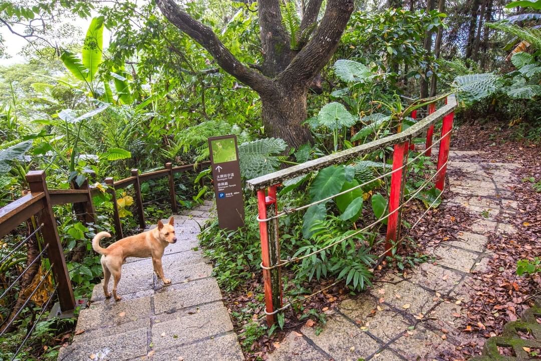 一路帶你上山下海 ✌最有靈性的狗狗 -⠀⠀⠀⠀⠀⠀⠀⠀⠀⠀⠀⠀ #travelalishan 或 @travelalishan讓你...