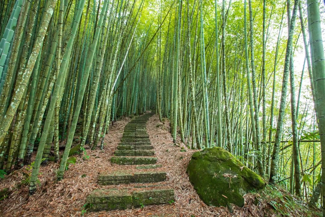 踏梯而上 進入綠林這個周末給自己一個綠呼吸-⠀⠀⠀⠀⠀⠀⠀⠀⠀⠀⠀⠀ #travelalishan 或 @travelalisha...