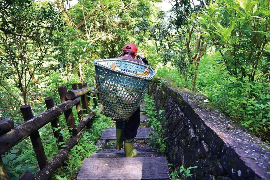 開元農場前的屯阿巴娜步道 ‍♀‍♂珈雅瑪溪流也在附近喔 -⠀⠀⠀⠀⠀⠀⠀⠀⠀⠀⠀⠀ #travelalishan 或 @trave...