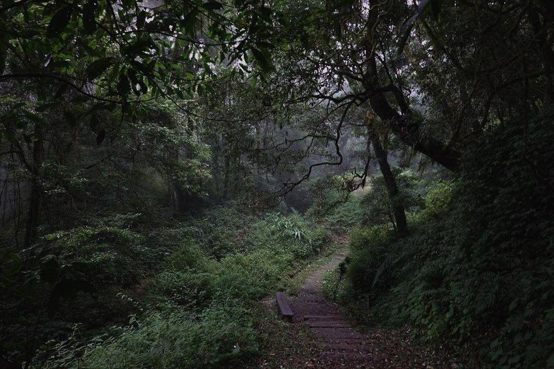 是不是覺得特富野古道不管用哪種濾鏡、哪種相機，都呈現出獨特的神秘感-⠀⠀⠀⠀⠀⠀⠀⠀⠀⠀⠀感謝 @p.formosana  分享的...