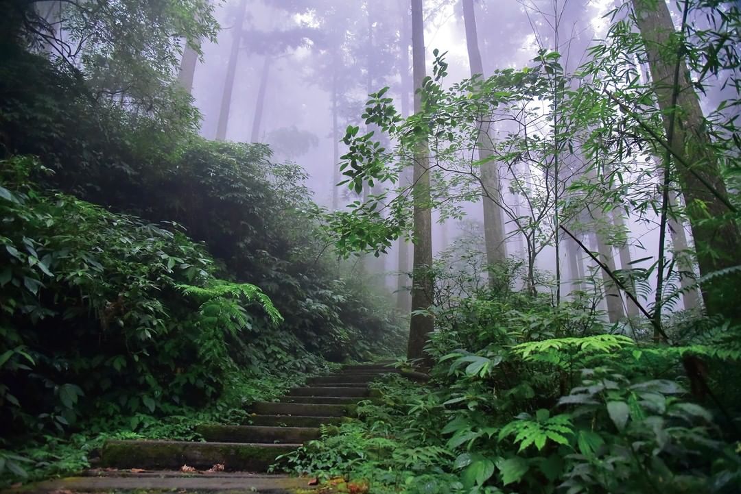 五步道讓你的爬山魂一次滿足愛之道、霧之道、霞之道、櫻之道、雲之道-⠀⠀⠀⠀⠀⠀⠀⠀⠀⠀⠀⠀ #travelalishan 或 @t...
