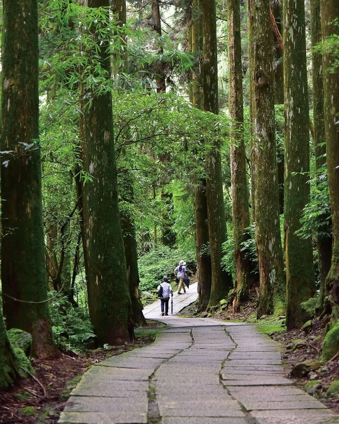 茶園、孟宗竹林、柳杉林美景一次滿足 就來頂湖步道走走吧 -⠀⠀⠀⠀⠀⠀⠀⠀⠀⠀⠀⠀ #travelalishan 或 @trave...