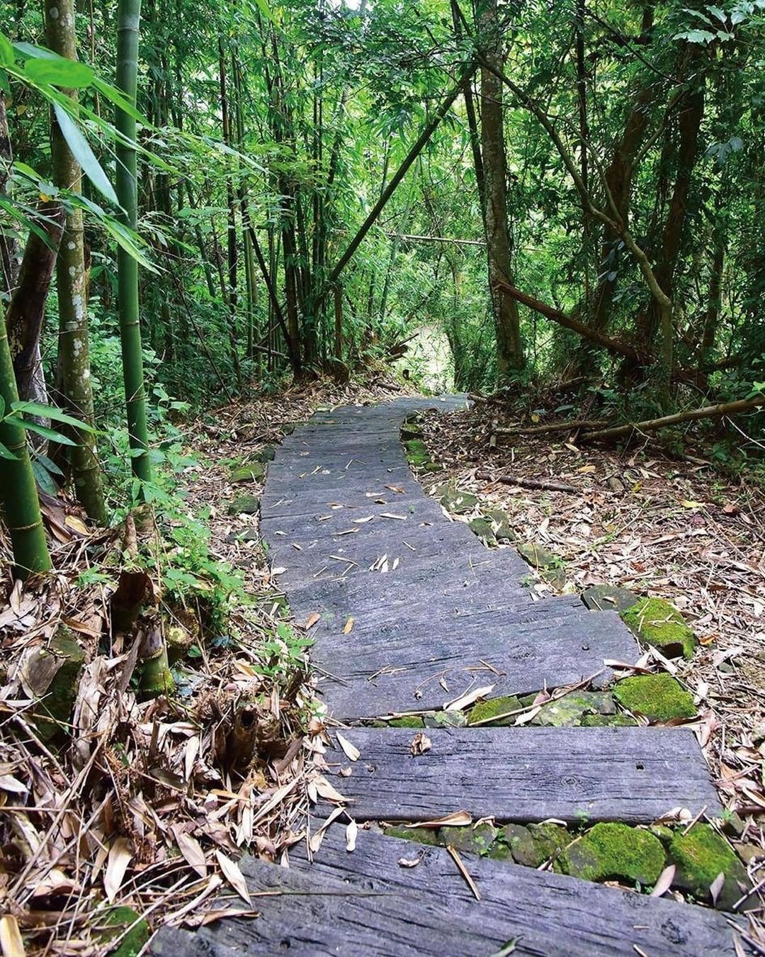 歡迎來到香樟林步道 蜿蜒木棧道是我的特色喔 -⠀⠀⠀⠀⠀⠀⠀⠀⠀⠀⠀⠀ #travelalishan 或 @travelalish...