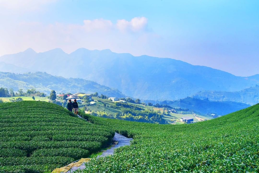 竹坑溪步道，向外望去就是一大片茶園　品茶賞茶來這裡就對了！-⠀⠀⠀⠀⠀⠀⠀⠀⠀⠀⠀⠀ #travelalishan 或 @trav...