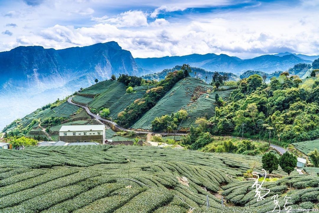 美好的禮拜六跟著小編一起宅在家滑手機看阿里山美景❤照片授權感謝 @fangkuk -⠀歡迎在您的貼文 #travelalishan...