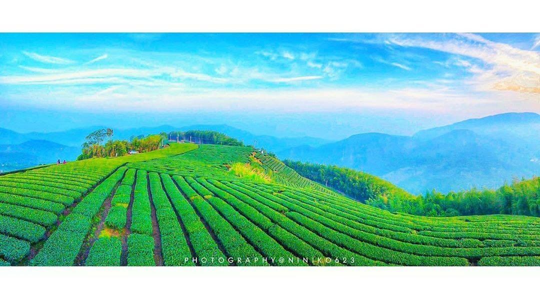 1314必拍的茶園景觀不只茶好喝，茶園也很美-⠀⠀⠀⠀⠀⠀⠀⠀⠀⠀⠀感謝 @niniko623  分享的美照-⠀⠀⠀⠀⠀⠀⠀⠀⠀⠀...