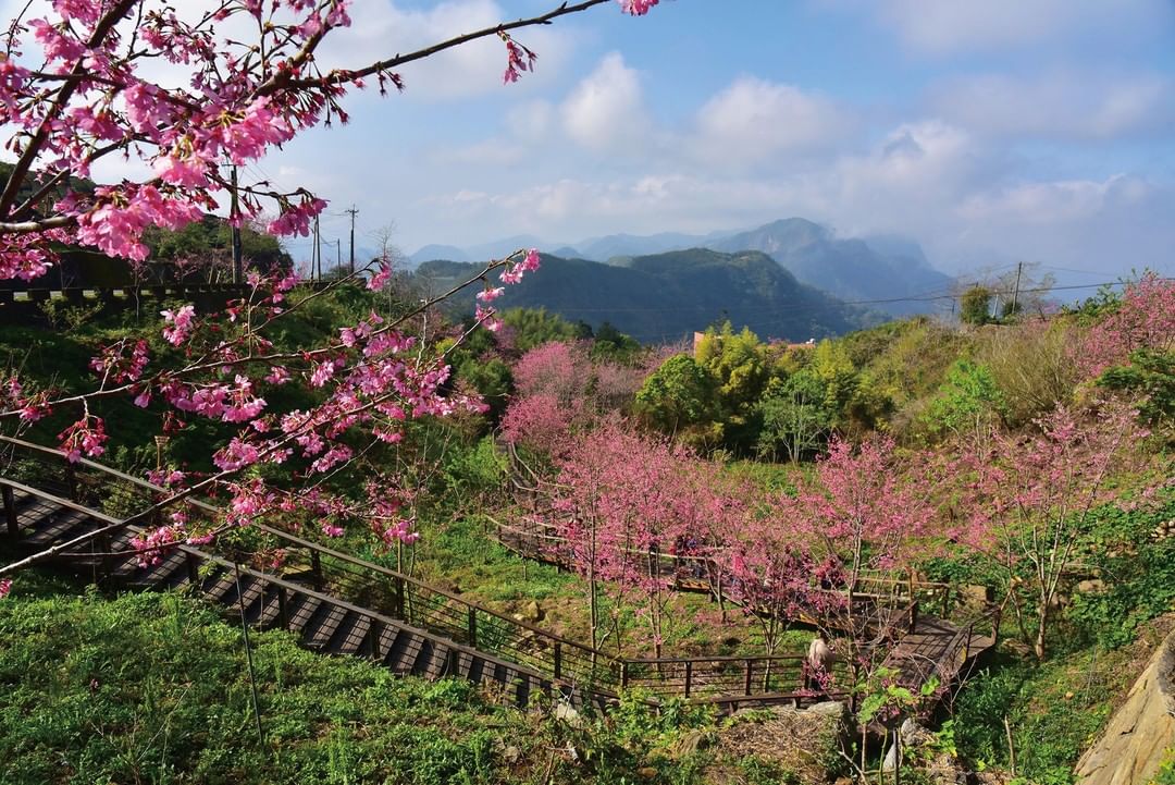 櫻木~花道，是石棹步道群的櫻之道不是打籃球的那個拉⛹‍♀-⠀⠀⠀⠀⠀⠀⠀⠀⠀⠀⠀⠀ #travelalishan 或 @trave...