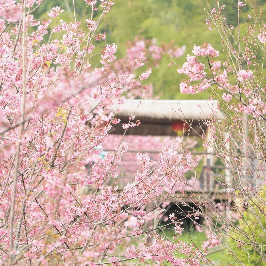 用粉粉的畫面來祝福~全天下的媽媽母親節快樂（感謝 @hsinhua_19 分享美照）-⠀歡迎在您的貼文 #travelalisha...