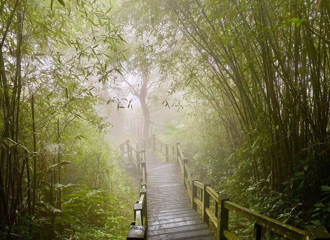 瞬間起霧的竹林步道雖然別有一番美感，但也要注意安全唷-⠀⠀⠀⠀⠀⠀⠀⠀⠀⠀⠀感謝 @world_ian  分享的美照-⠀⠀⠀⠀⠀⠀...