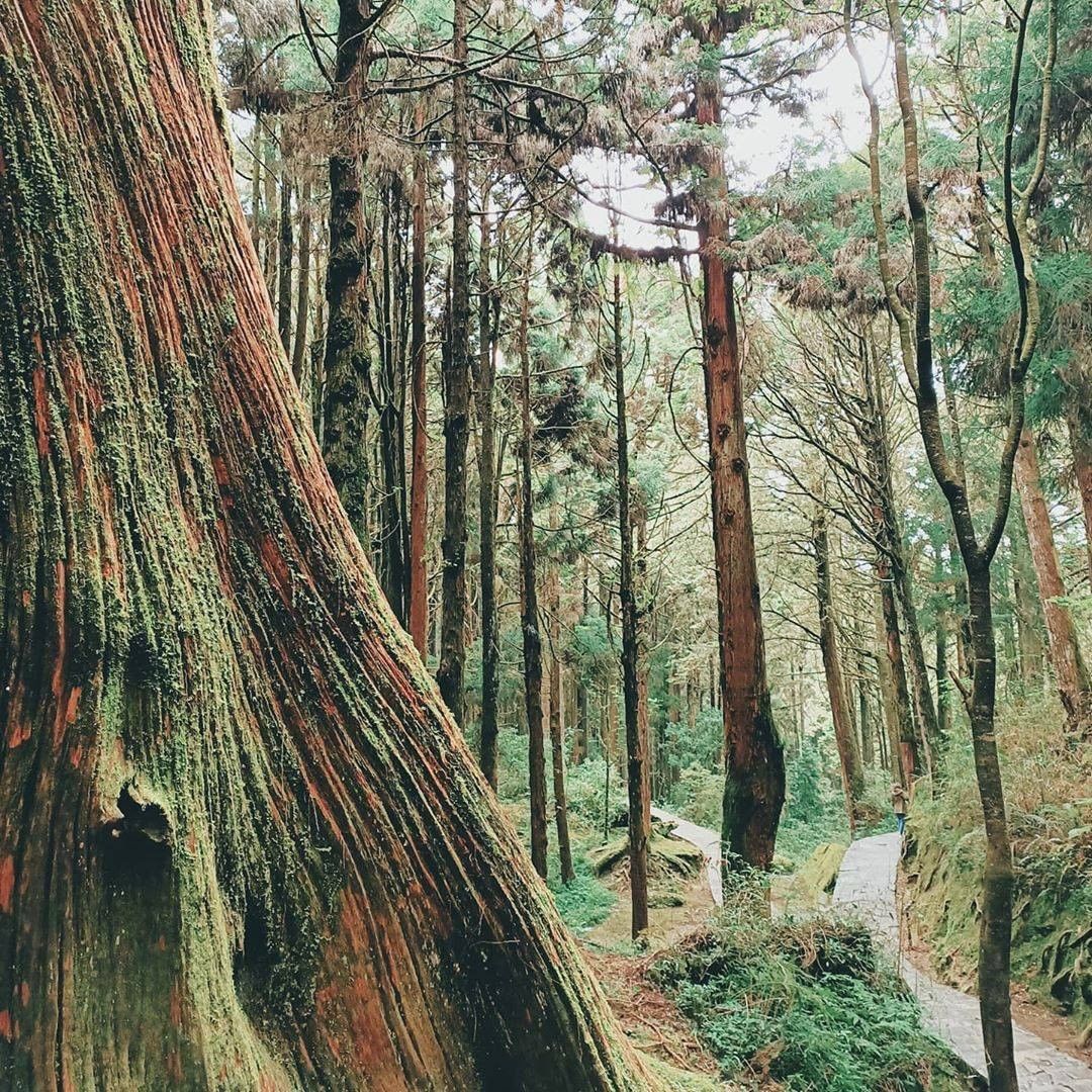 每個角度都美得像幅畫的阿里山大家最愛阿里山的哪個景點呢？-⠀⠀⠀⠀⠀⠀⠀⠀⠀⠀⠀感謝 @mooxien  分享的美照-⠀⠀⠀⠀⠀⠀...