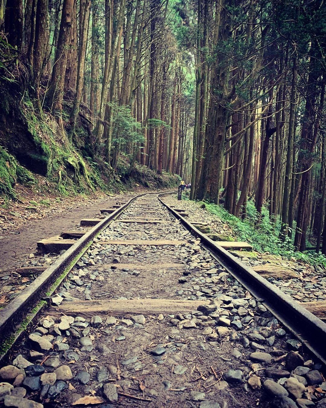 特富野古道一條大家很喜歡的步道那你呢？最喜歡哪一條阿里山步道-⠀⠀⠀⠀⠀⠀⠀⠀⠀⠀⠀感謝 @jerrychen665998  分享...