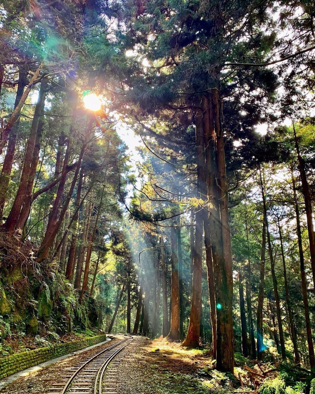 美麗的特富野古道，你來過了嗎？即將在6/22封閉，預計明年7月見~請標記我們，讓小編看更多特富野的美照片授權感謝 @alaricb...