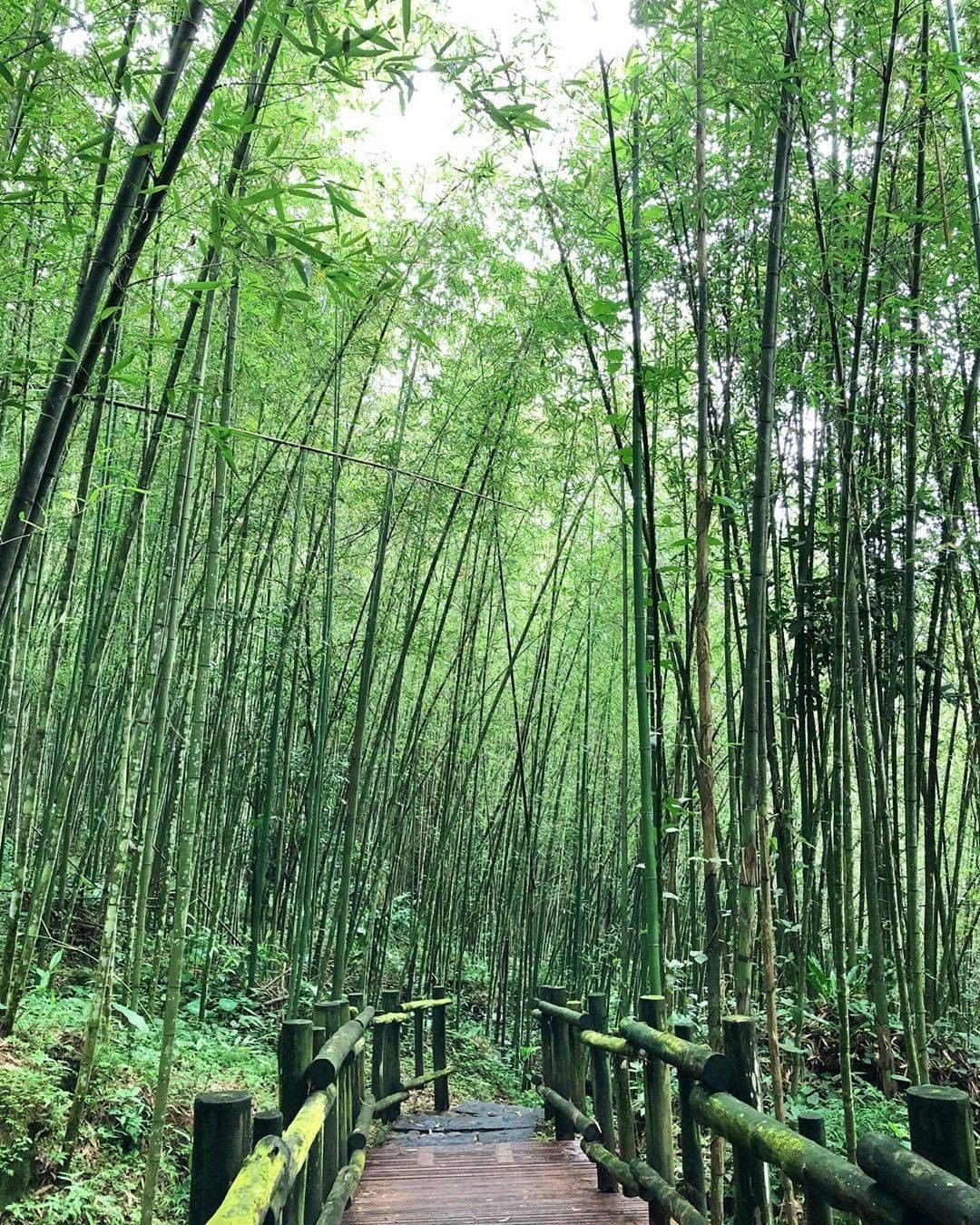 竹林步道是炎炎夏日消暑的最佳聖地呀~~~-⠀⠀⠀⠀⠀⠀⠀⠀⠀⠀⠀感謝 @annashia.tw  分享的美照-⠀⠀⠀⠀⠀⠀⠀⠀⠀⠀...